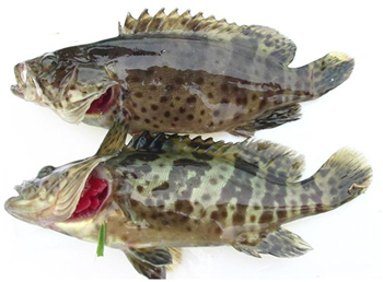 青石斑鱼的功效和营养价值
