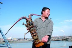 日照渔民捕获5.5斤中华锦绣大龙虾！身长超半米！