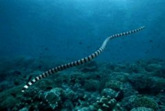 斑海蛇的功效和营养价值
