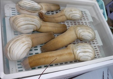 海鲜食材;海鲜食材知识全攻略(5)