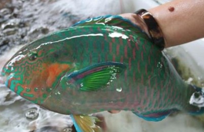 海鲜食材;海鲜食材知识全攻略(3)