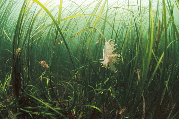 海洋生物知识你知道多少？