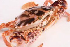 海鲜菜谱：花蟹的做法