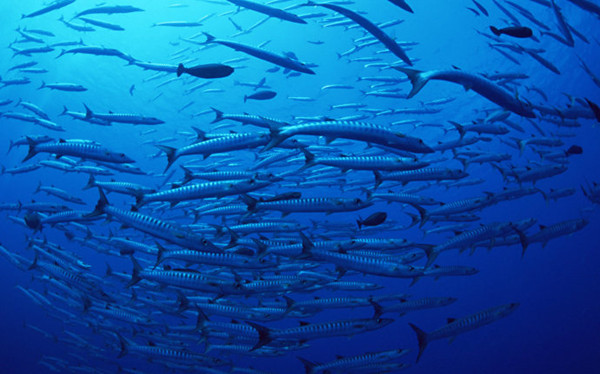 海洋深海鱼有哪些？深海鱼类大全