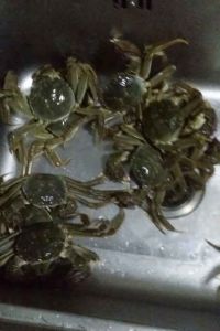 清蒸大闸蟹怎么做好吃_清蒸大闸蟹的做法