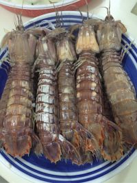 清蒸虾爬子怎么做好吃_清蒸虾爬子的做法