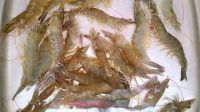 油焖大虾怎么做好吃_油焖大虾的做法