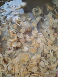 虾米炒葫芦怎么做好吃_虾米炒葫芦的做法