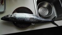 烤鲅鱼怎么做好吃_烤鲅鱼的做法