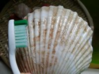 蒜蓉扇贝蒸粉丝怎么做好吃_家常蒜蓉扇贝蒸粉丝的做法